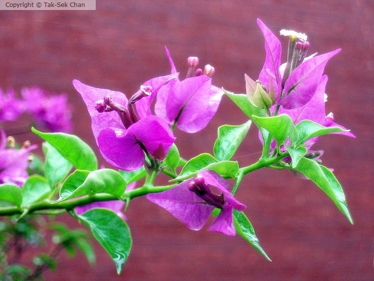 Paper Flower (Bougainvillea glabra), Shanxi, China, 08-24-2006