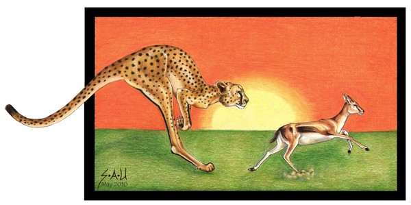 Cheetaroo on the Hunt