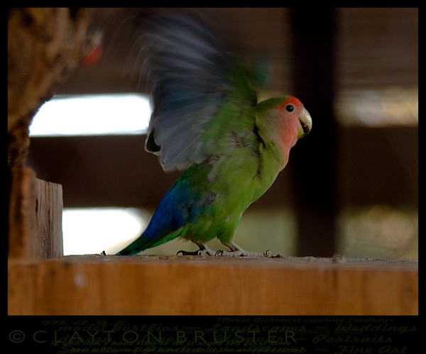 Aviary Art