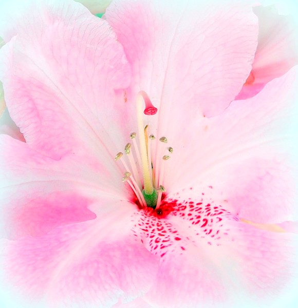 Pretty pink flower