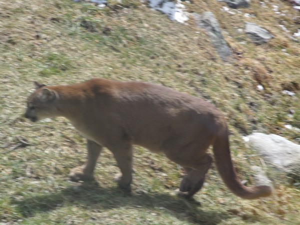 Wild Cat
