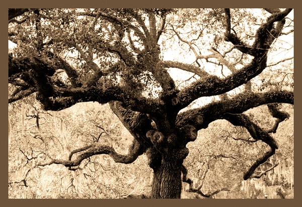 this tree is for Harry