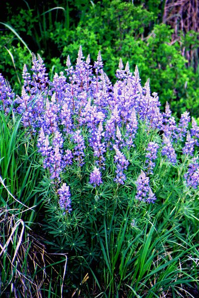 Burst of Blue Bonnets
