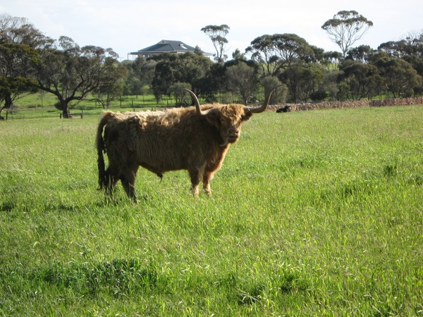 Bull