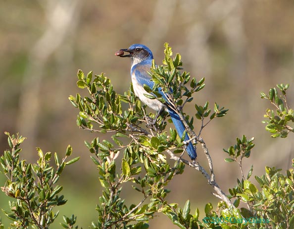 Western Scrub Jay with Acorn