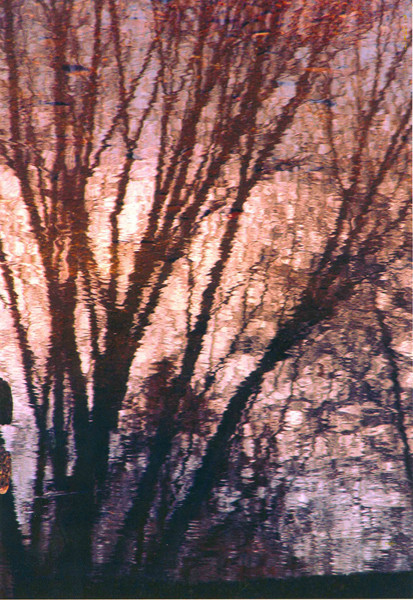 Reflection of Trees