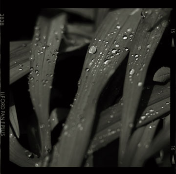 light beads