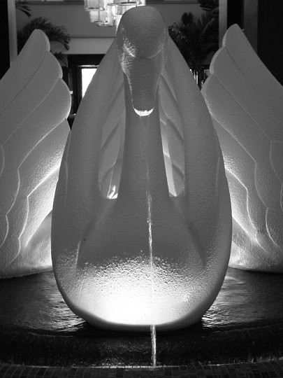 Swan