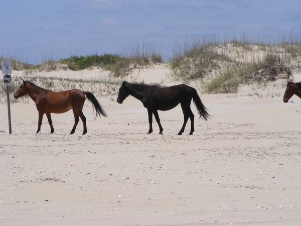 Wild Horses