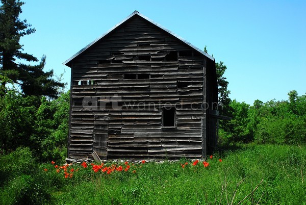 Helderberg Mountains Barn & Poppies II