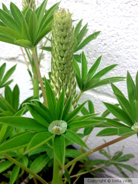 lupin in bud