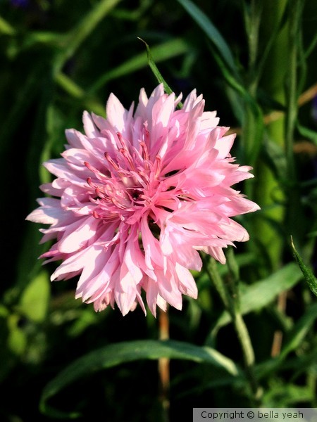 pink cornflower