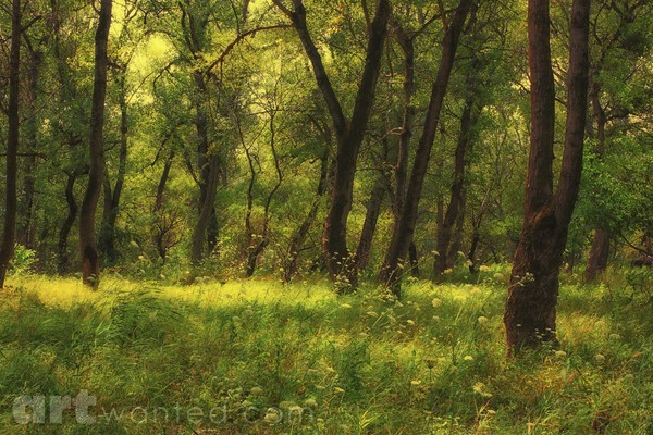 Evening forest