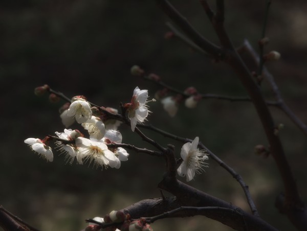 Plum Blossoms