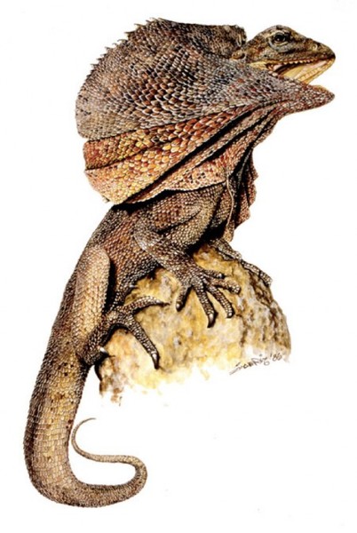 Frill Lizard