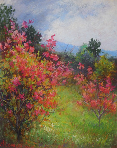 Blooming rhododendrons