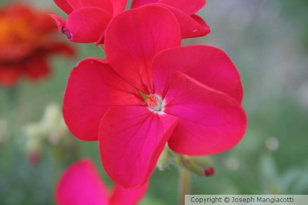 Summers Flower