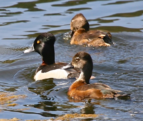 Quack, Quack