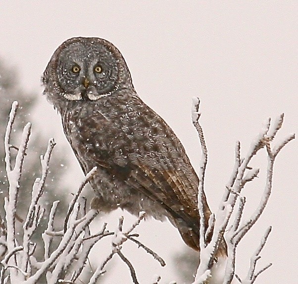 Great Grey Owl ~ largest of the owls