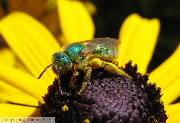 Green Bee