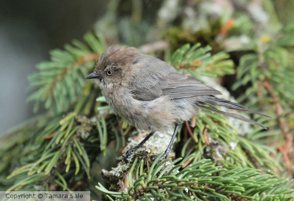 Bushtit Looking Stern