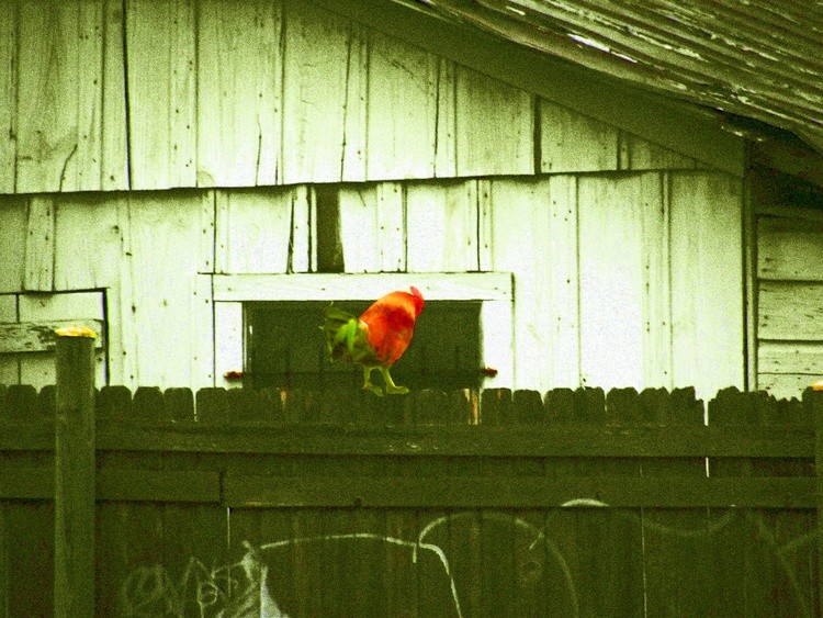 Gallo de la Vida