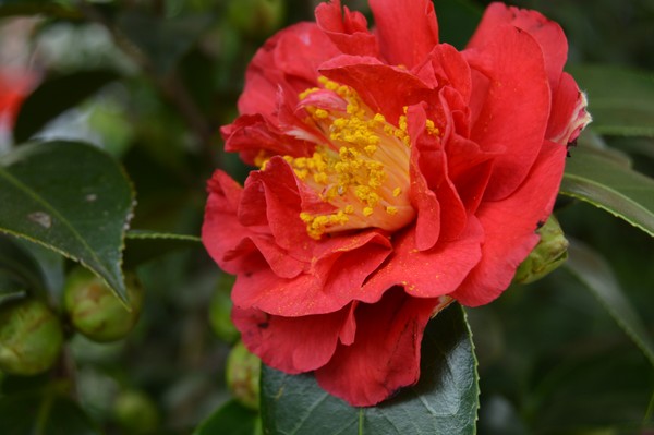 CAMELLIA