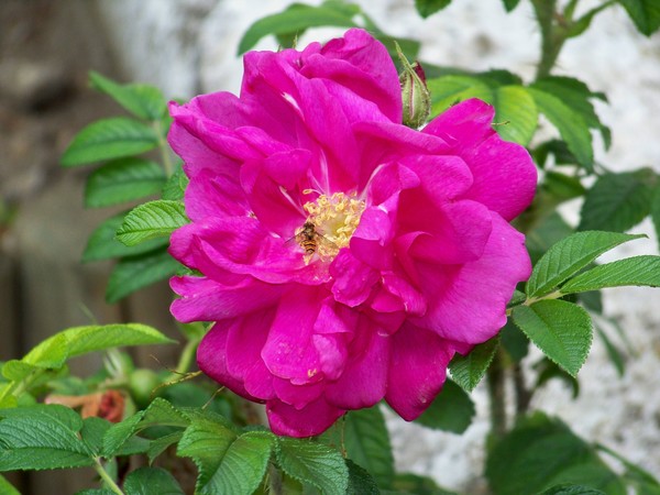 HANSA (a so distinguished) ROSE