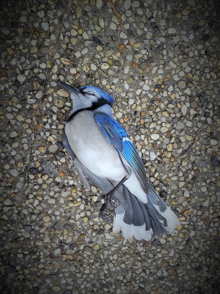 RIP BLUE JAY by Robert Aaron