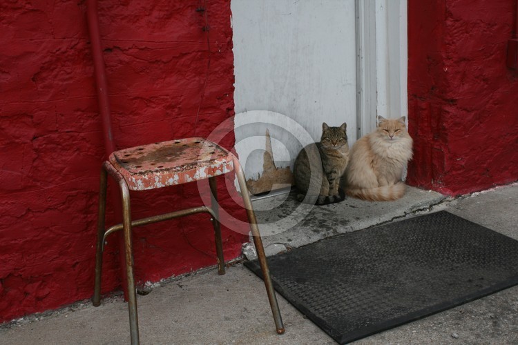 2 Cats in Doorway