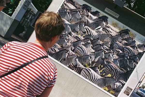 Zebra-2