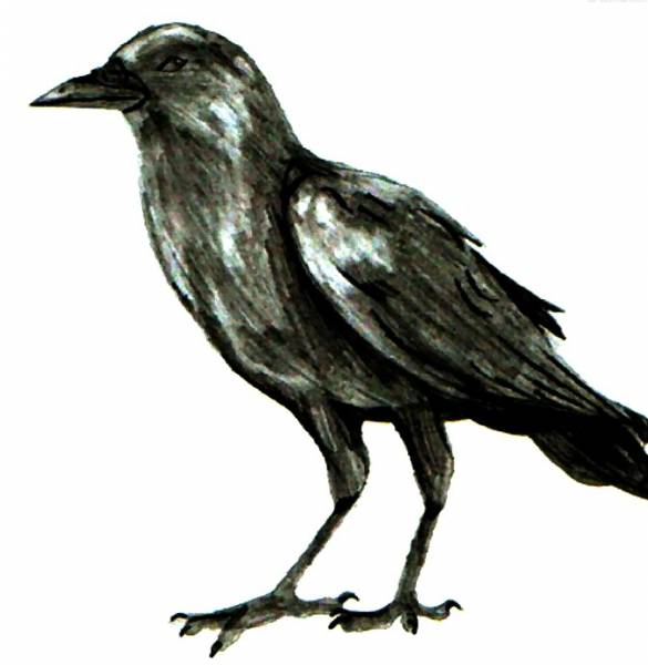 Random crow sketch