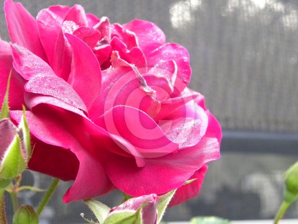 A Rose is a Rose
