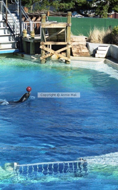 aqua seal show