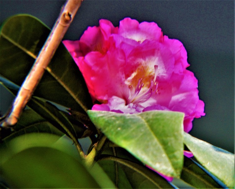 Chinese Rose