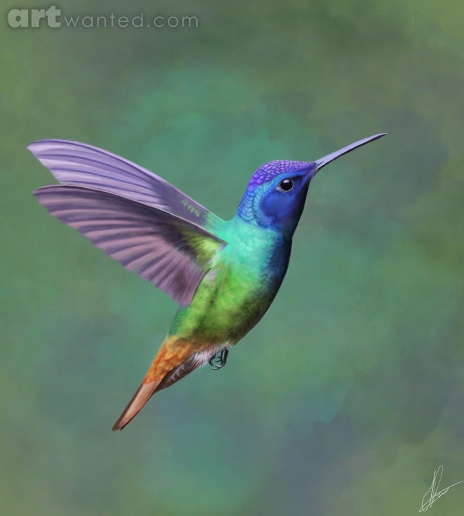 Hummingbird