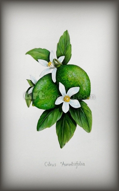 Citrus x Aurantiifolia