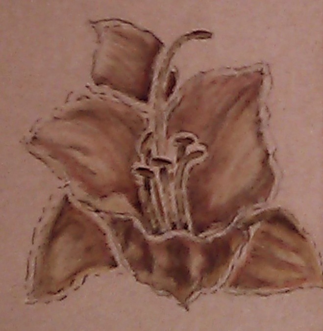 Stella de Oro Watercolor