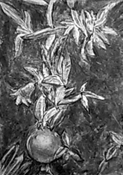 Pomegranate Shrub Drawing