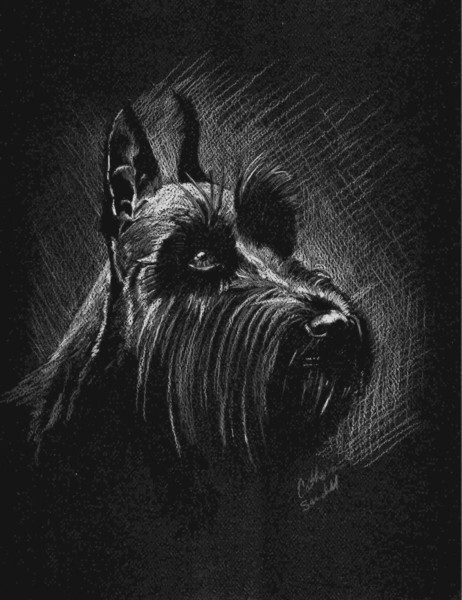 Standar Schnauzer 