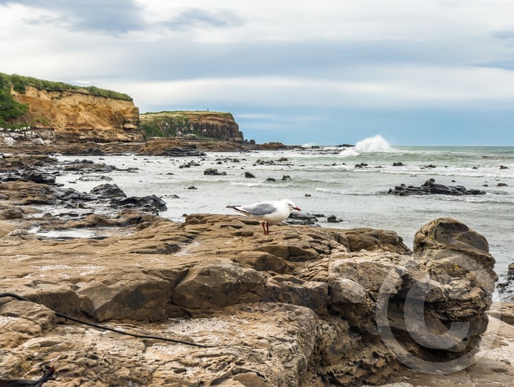 A coastline scene of Curio Bay in New Zealand