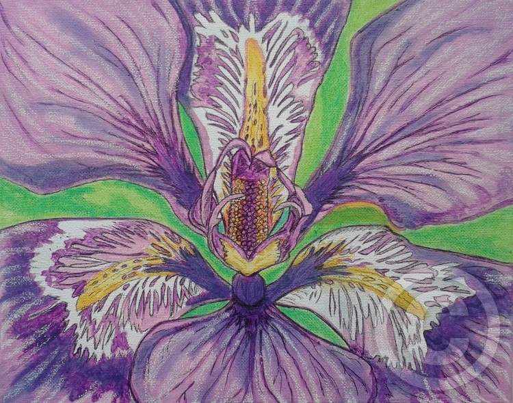 Iris