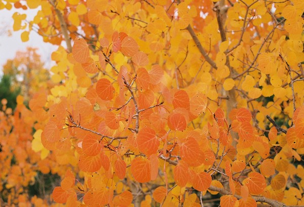 Western October