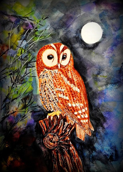 Tawny Owl