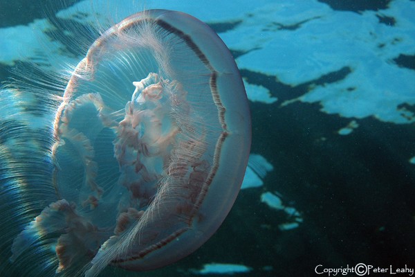 Moon Jellyfish III