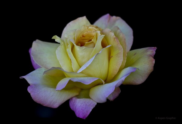Peace Rose