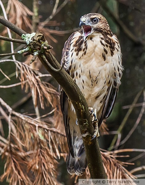 Broadwing