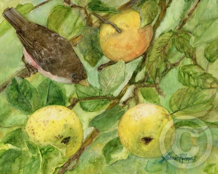 Bird and Apples