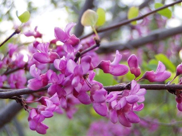 Springtime......