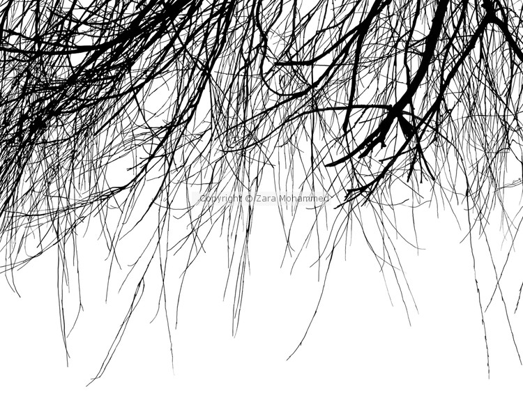 Wispy Tree Branches